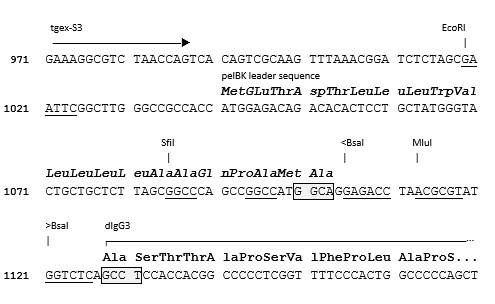 TGEX-HC-dG3-Zeo cloning site
